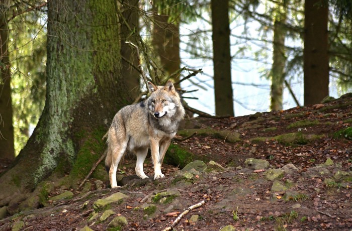 Erstes Wolfsrudel in Kärnten bestätigt: Gefahr für Bevölkerung steigt massiv!