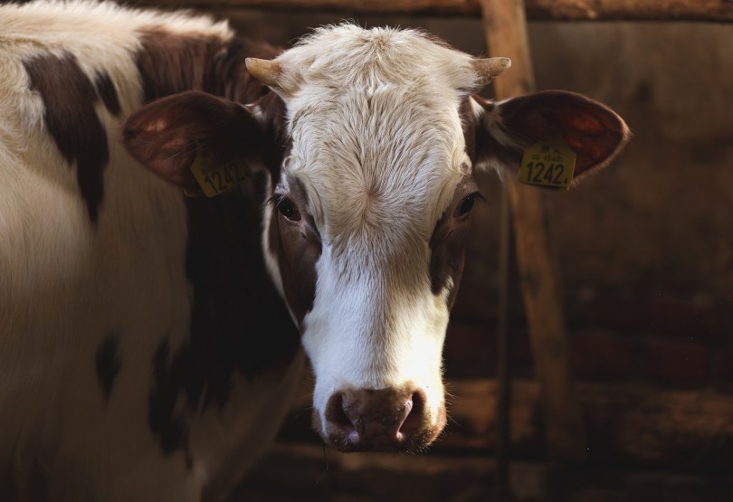 Tierleid in Graßdorf: SPÖ-Landesrätin Prettner schiebt ihre Verantwortung ab, anstatt endlich zu handeln!
