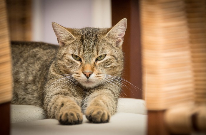 Streunerkatzen: Neue Kastrationsaktion von Land, Gemeinden und Tierärztekammer präsentiert