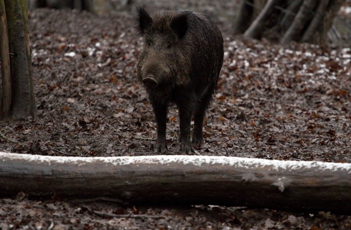 FPÖ unterstützt Wunsch der Bauern nach Regulierung der Schwarzwildpopulation mittels Nachtsichttechnik!