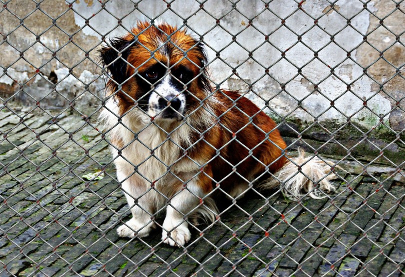 Vorwürfe gegen Hundetrainer in Kärnten: Gewalt ist kein Hundetraining