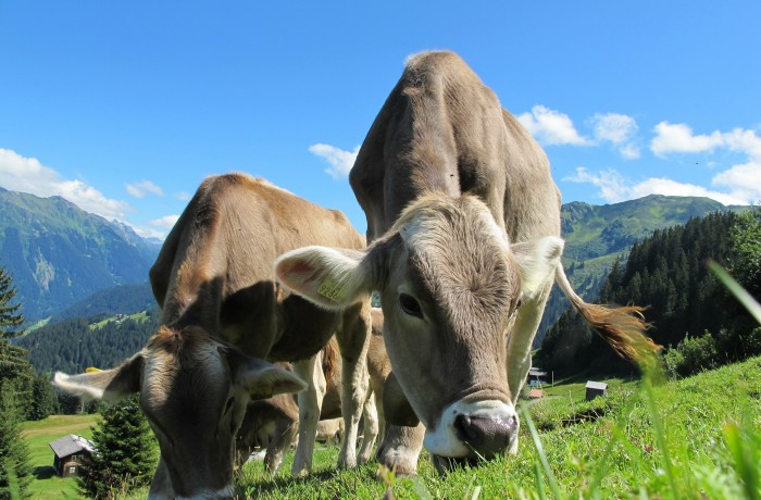 Gesetzesänderung nach ''Kuh-Urteil'' ist gute Lösung im Sinne der Almwirtschaft