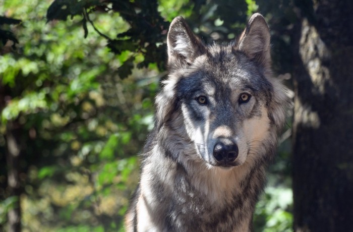 Schutzstatus des Wolfes muss herabgesetzt werden