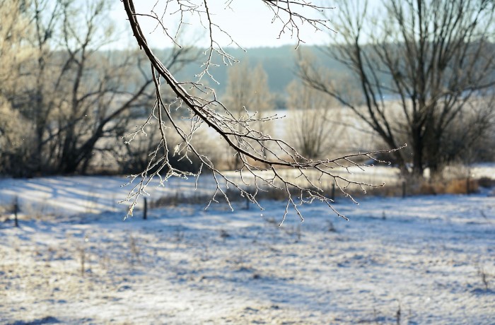 Kärntner Jäger führen wegen extremen Winters Notfütterungen durch