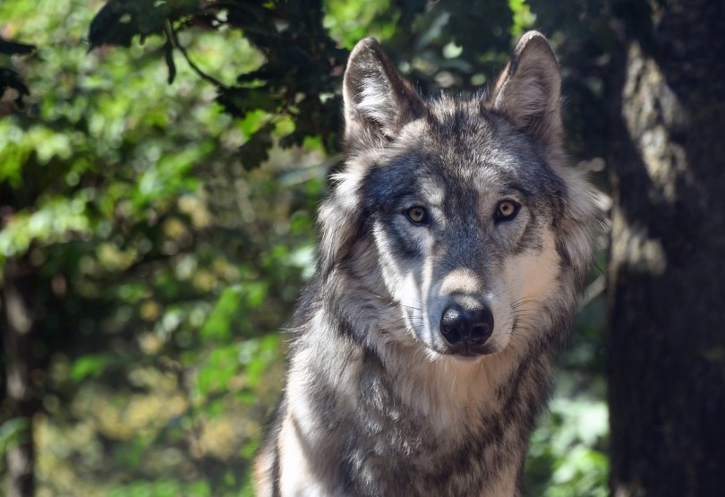 FPÖ-Angerer zu Absenkung des Wolf-Schutzstaus: Längst überfälliger Schritt, den wir schon lange fordern!
