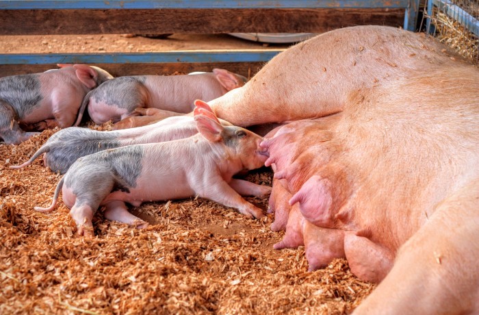 Tierschutzlandesrat Gernot Darmann fordert Erhöhung der Kontrollen in Kärntner Mastbetrieben