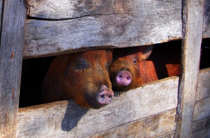 Auslands-Tiertransporte bei Rekordhitze verstärken Tierleid