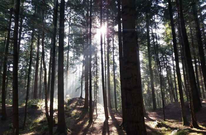 Kärntner Wälder für unsere Zukunft sichern