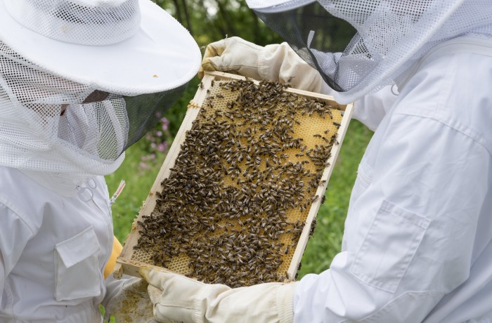 FPÖ Kärnten bekennt sich zur Carnica-Biene