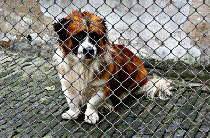 Illegalen Haustierhandel verbieten – auch im Interesse der Gesundheit