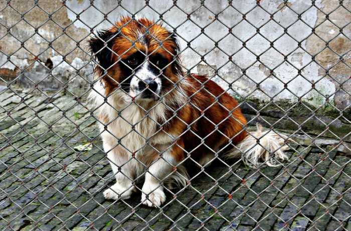 Massive Verschärfung der Strafen für illegalen Tierhandel gefordert!