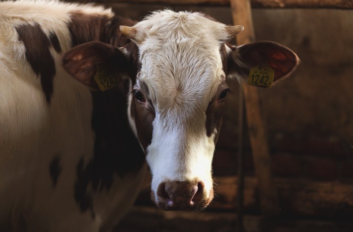 Skandalöse Vertuschungsaktionen: Warum hält SPÖ-Tierschutzlandesrätin Beate Prettner Gutachten zurück?