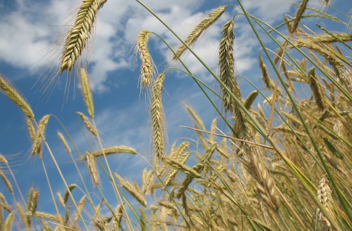 Rasche Hilfe für Kärntner Landwirte