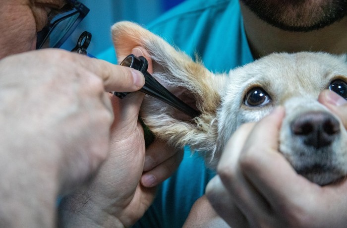 Aufschrei der Tierärzte: Prettner muss Tierärztenotdienst endlich umsetzen!