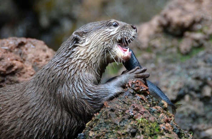 Die Zahlen beweisen den Handlungsbedarf beim Fischotter