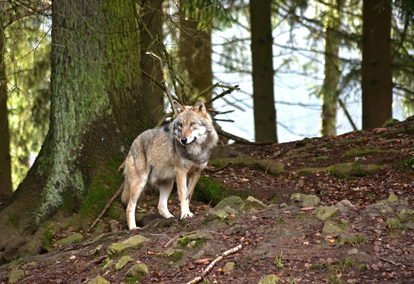 Wolfsverordnung ist nichts weiter als eine Hinhaltetaktik und ein Ablenkungsmanöver